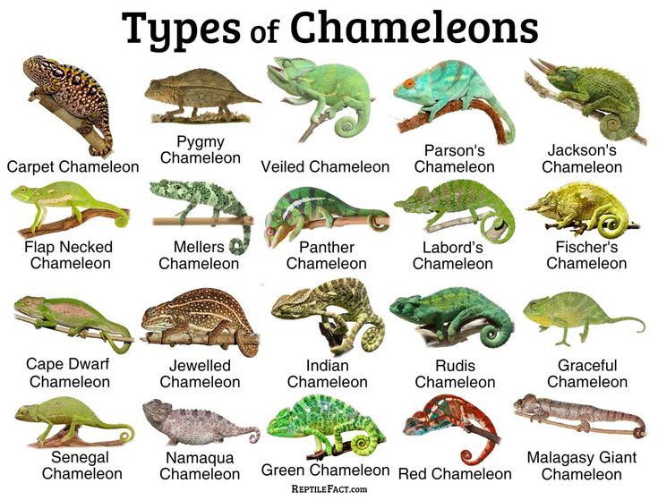 the different types of chamelons are shown in this image, with their names