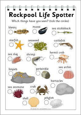 a poster with different types of rocks and sea animals on it's sides, including the words rockpool life spotter