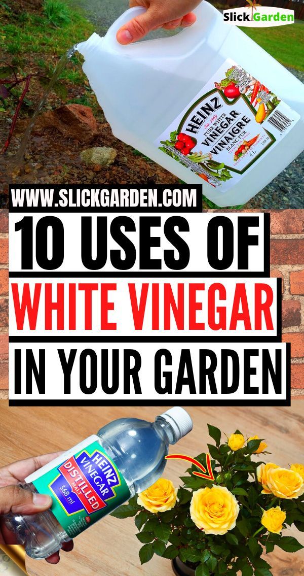 the top 10 uses of white vinegar in your garden, and how to use it