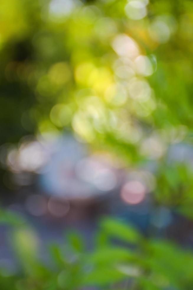 blurry image of green plants and trees in the background