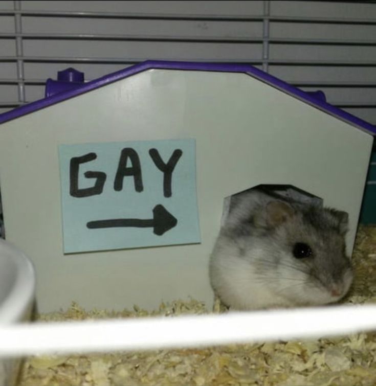 a hamster in its cage with the word gay written on it's side