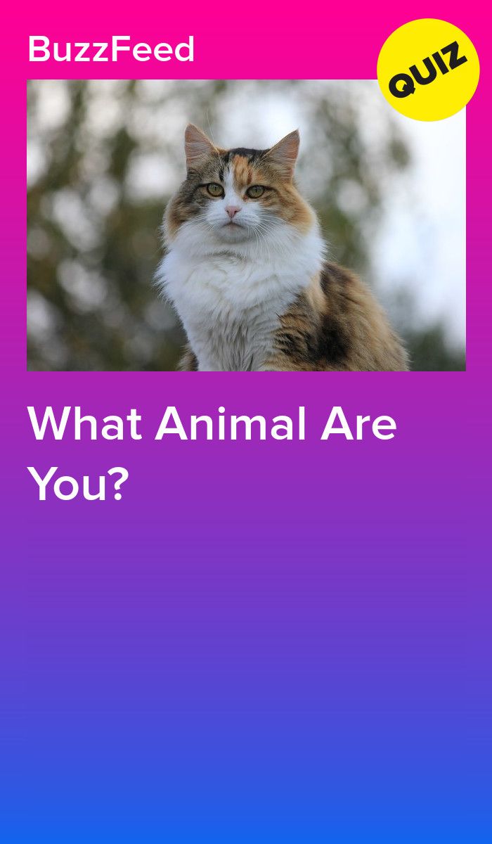 a cat that is sitting on top of a purple and blue background with the words, what animal are you?