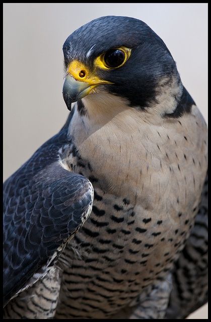 a close up of a bird with yellow eyes