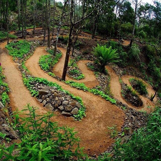 a dirt path in the middle of a forest with rocks and plants on both sides