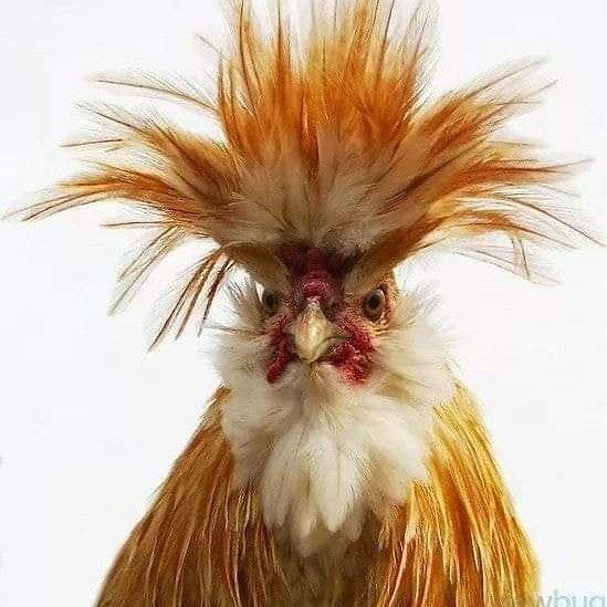 a close up of a chicken with long hair on it's head and eyes