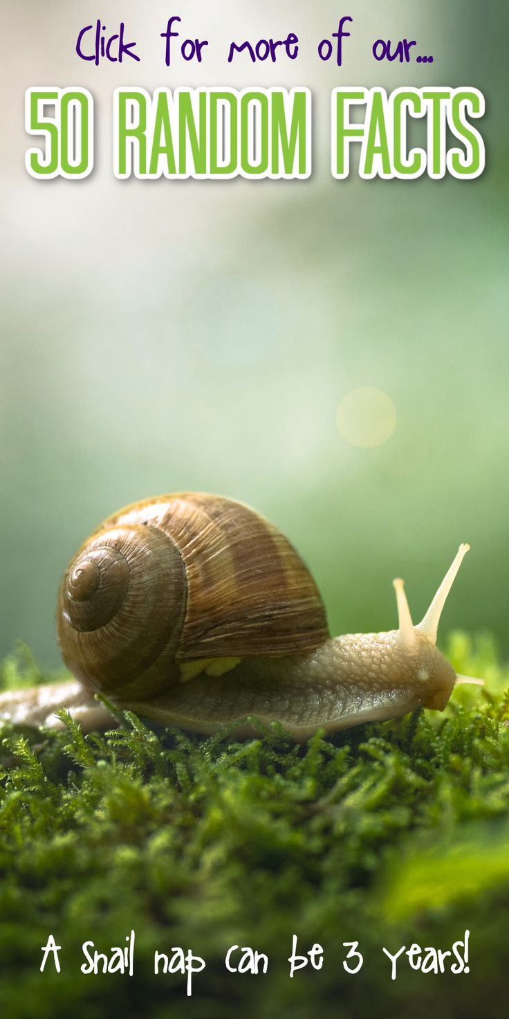 a snail crawling on top of green moss with the words, click for more of our 50 random facts