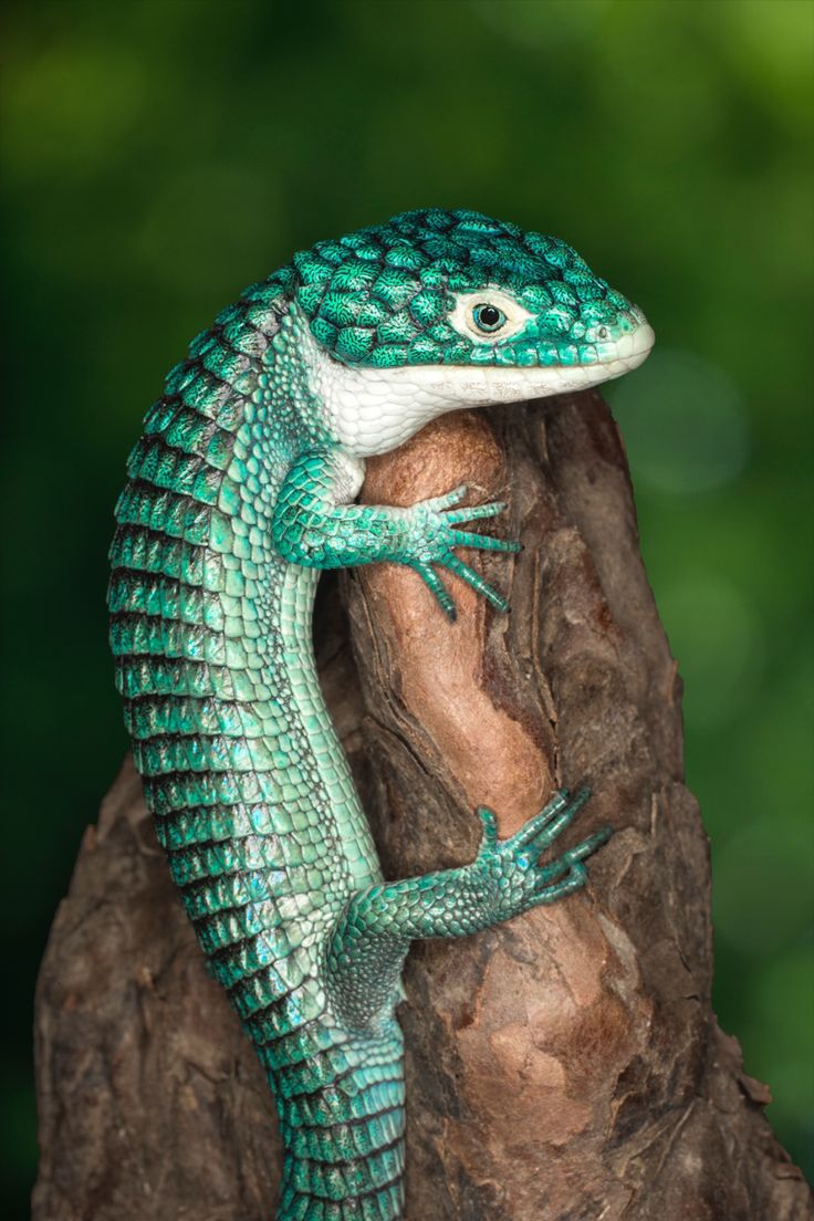 a green and white lizard sitting on top of a tree branch