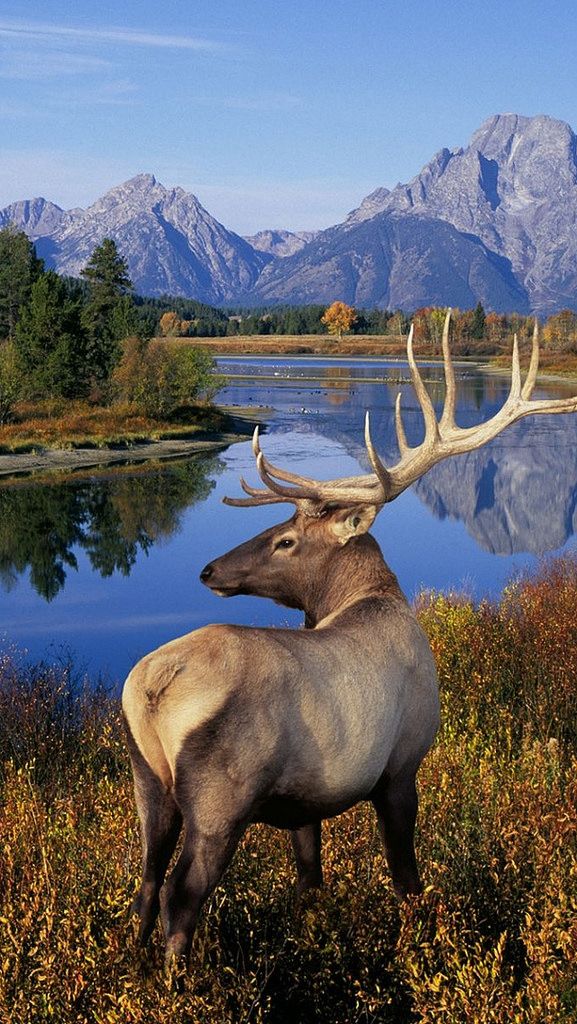 an elk standing in front of a lake surrounded by mountains