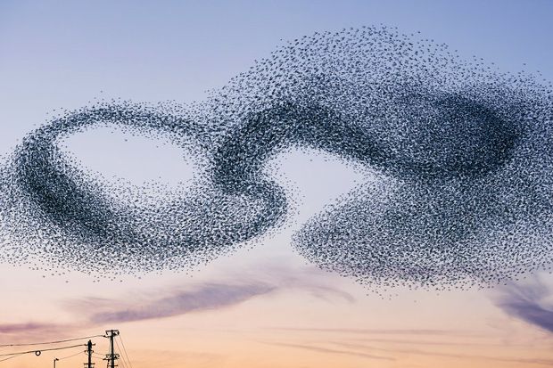 a large flock of birds flying over power lines