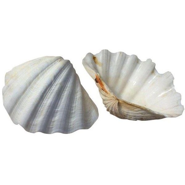 two seashells sitting side by side on a white background