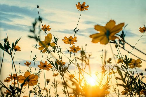 the sun is setting behind some wildflowers