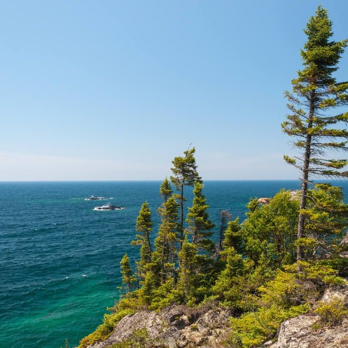 trees on the edge of a cliff overlooking the ocean