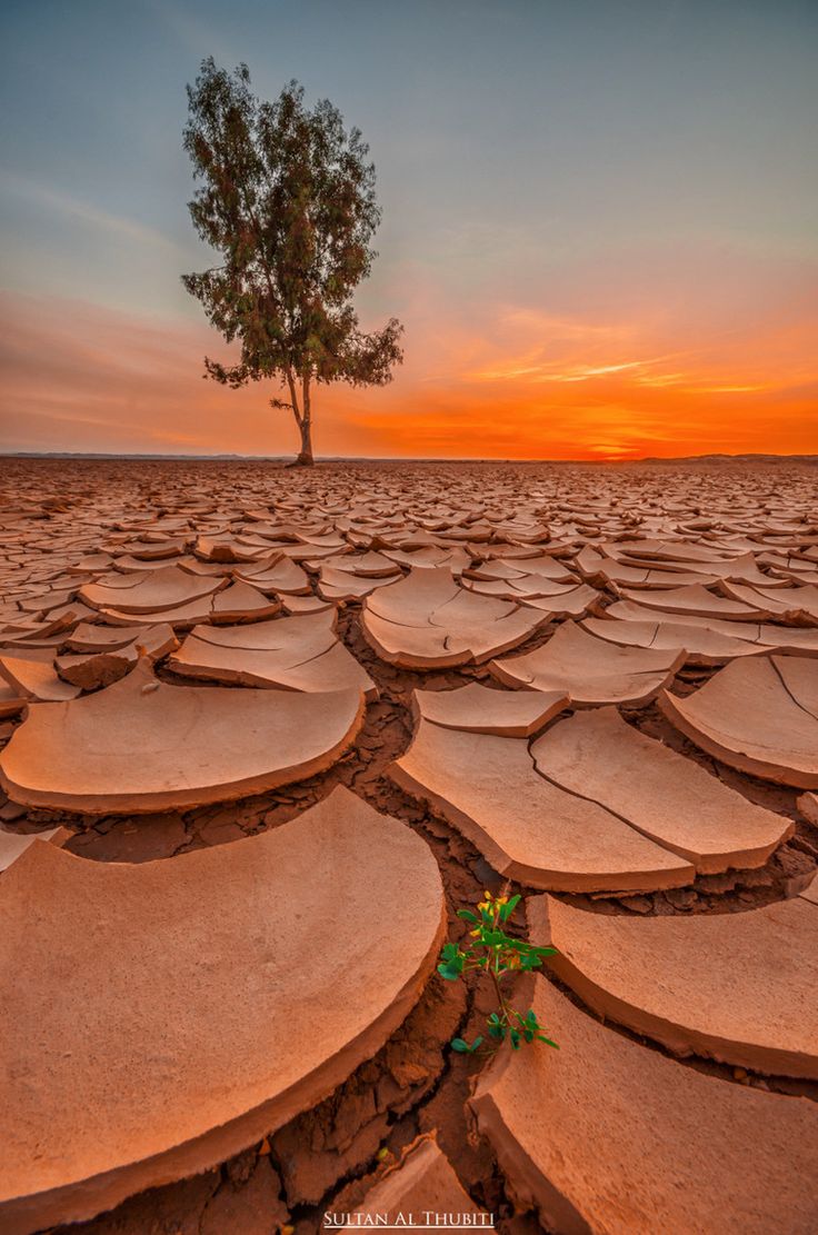 a lone tree is standing in the middle of a cracked desert area with rocks and plants growing out of it