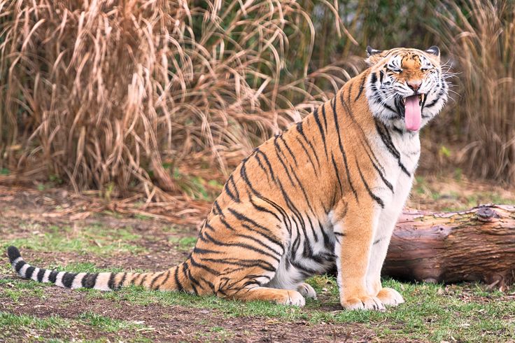 a tiger sitting in the grass with its tongue out and it's mouth wide open