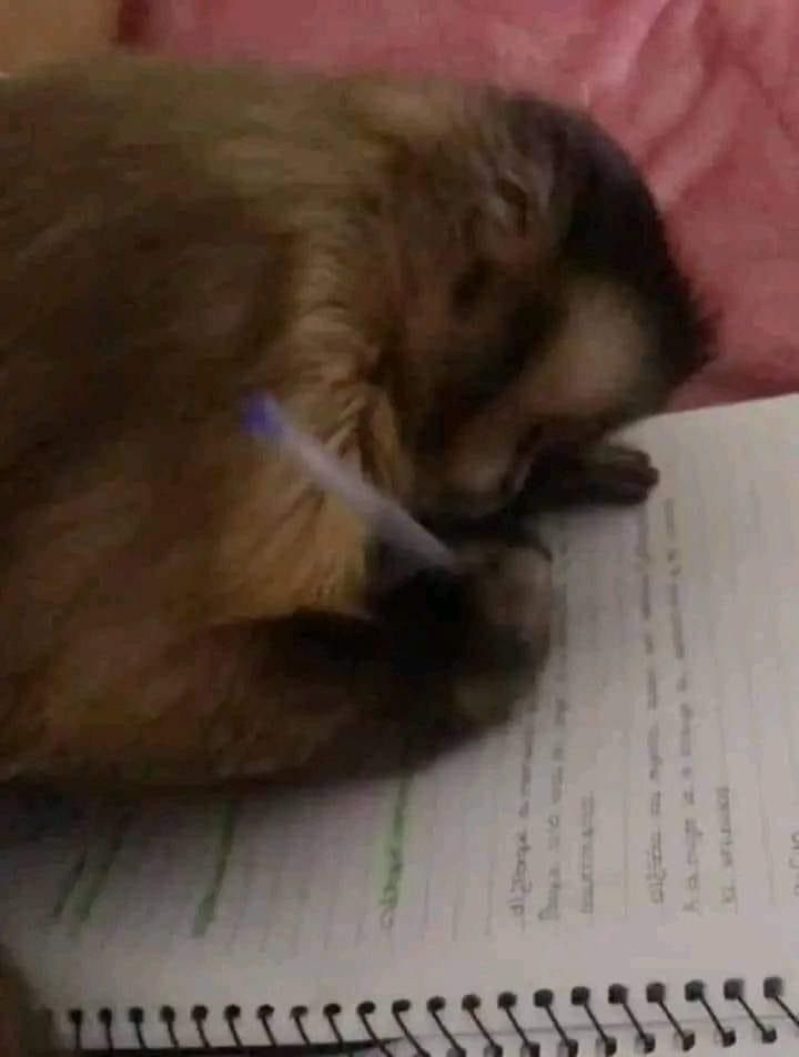 a cat sleeping on top of an open book with a pen in it's mouth