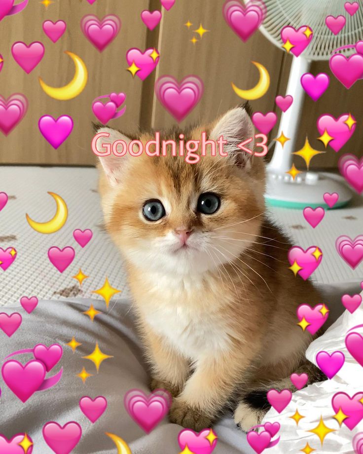 Goodnight cat pin Gn Cat Pic, Goodnight Cat Cute, Goodnight Cute Meme, Goodnight Cat Images, Goodnight Cute Images For Him, Cat Saying Goodnight, I Love You Cat Pictures, Good Night Meme Cute, Kpop Goodnight