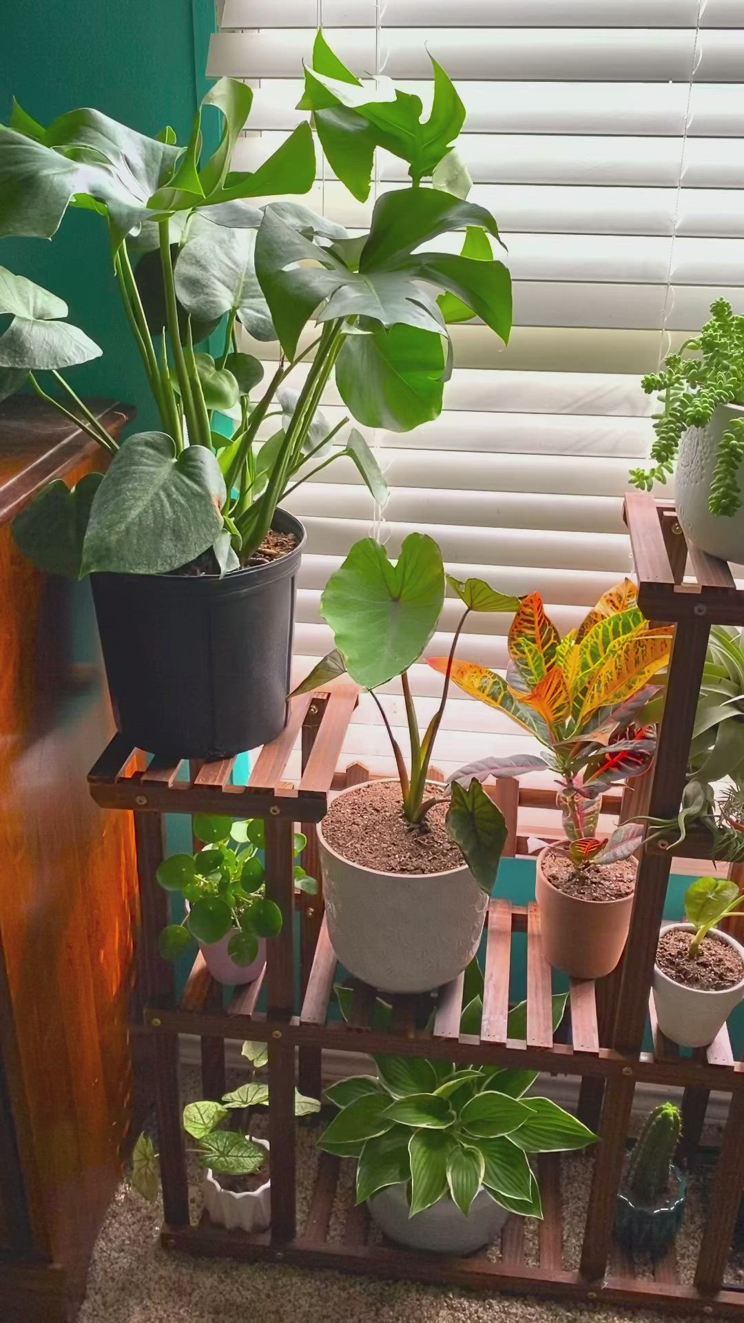 This may contain: several potted plants are sitting on a wooden shelf in front of a window with blinds