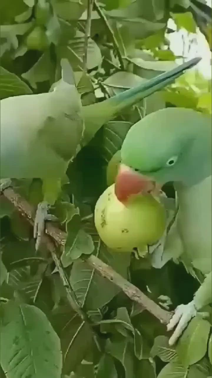 This may contain: two green parrots are eating fruit in the tree