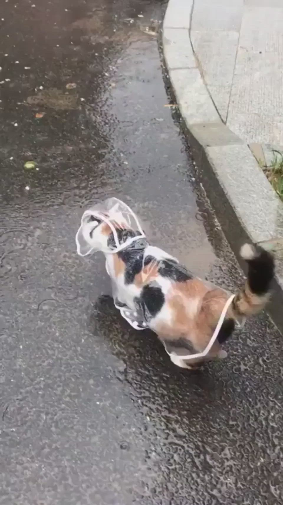 This may contain: a cat is walking in the rain with its tail wrapped around a white string on it's back