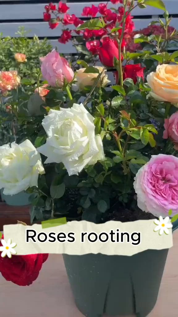 This may contain: there is a potted plant with roses in it and the words roses rooting