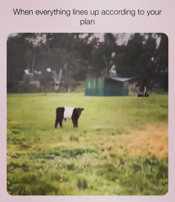 This may contain: two black and white cows standing in a field