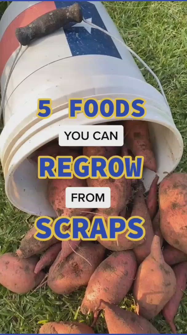This may contain: a bucket full of potatoes with the words 5 foods you can regrow from scraps