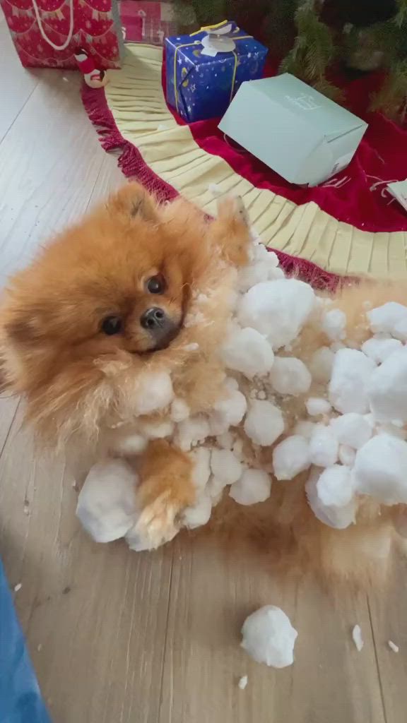 This may contain: a dog is playing with cotton balls on the floor and has it's paws in the air