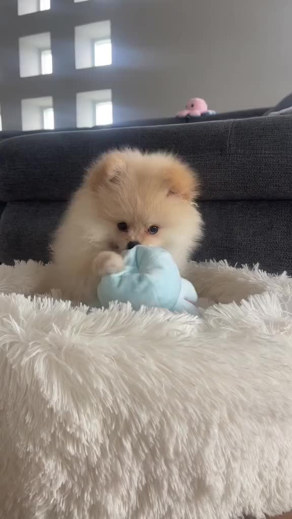 This may contain: a small brown and white dog sitting on top of a fluffy blue stuffed animal toy