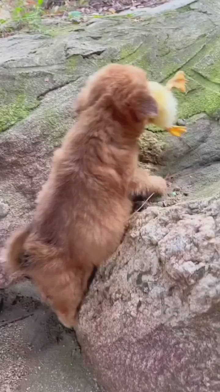 This may contain: a small brown dog sitting on top of a rock next to a yellow duck toy