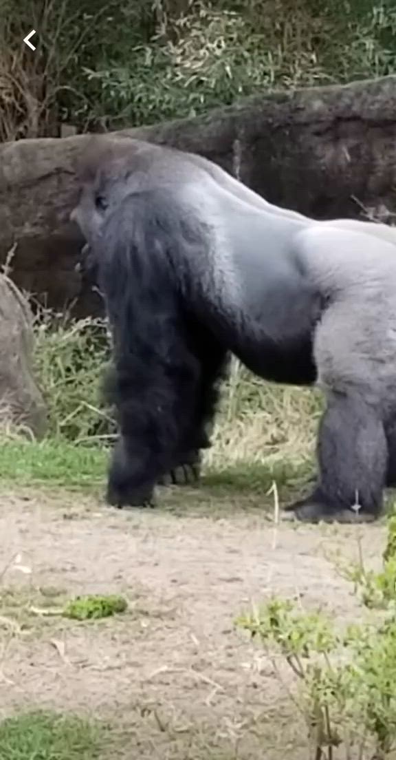 This may contain: a large black bear standing on top of a grass covered field