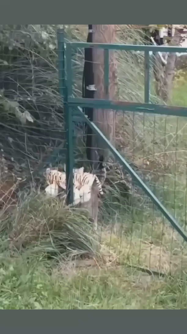 This may contain: two white tigers behind a fence in the grass
