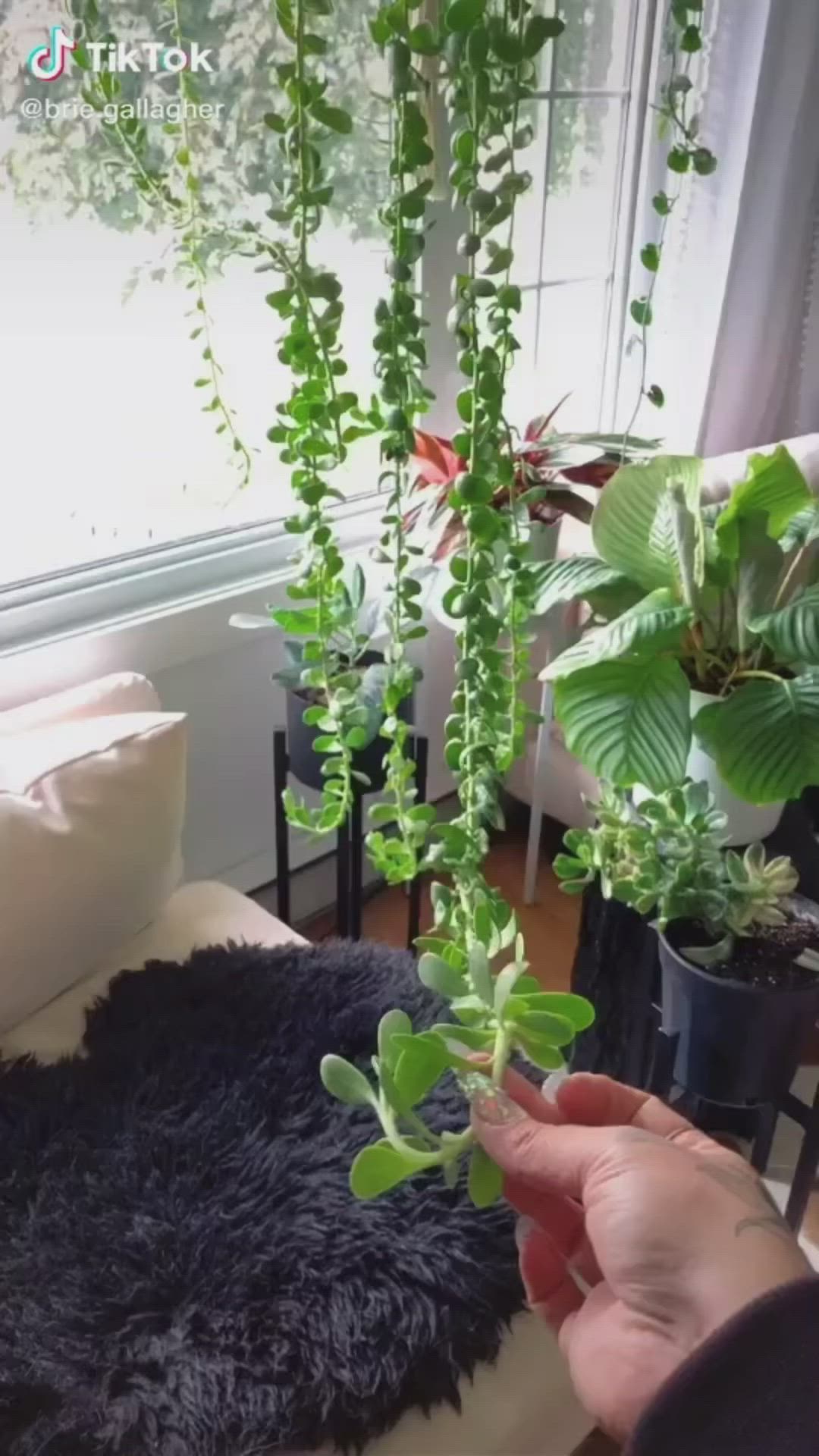 This may contain: a person is holding a plant in front of a window with green plants on it