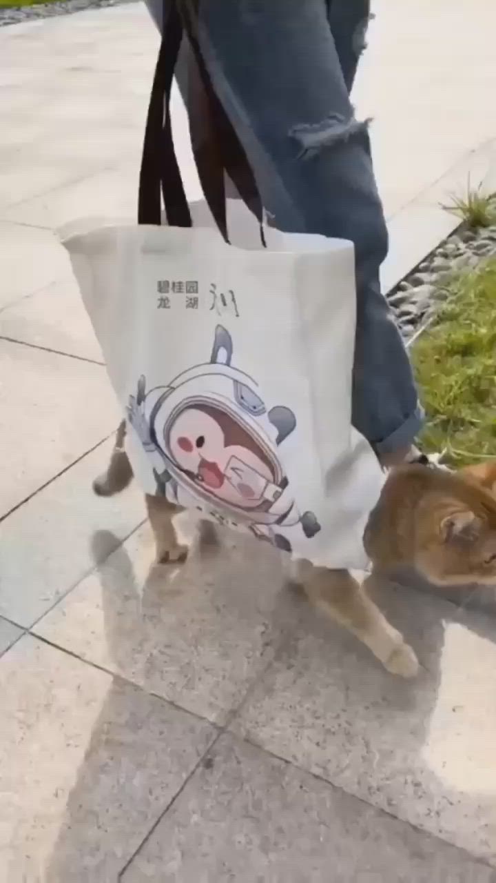 This may contain: a cat is walking on the sidewalk with a bag in it's mouth,