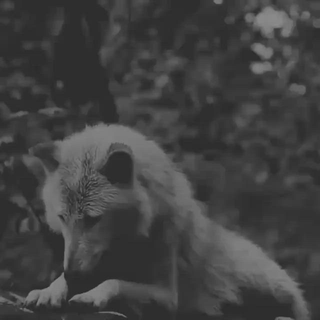 This may contain: a black and white photo of a wolf looking up at something in the air with it's mouth open