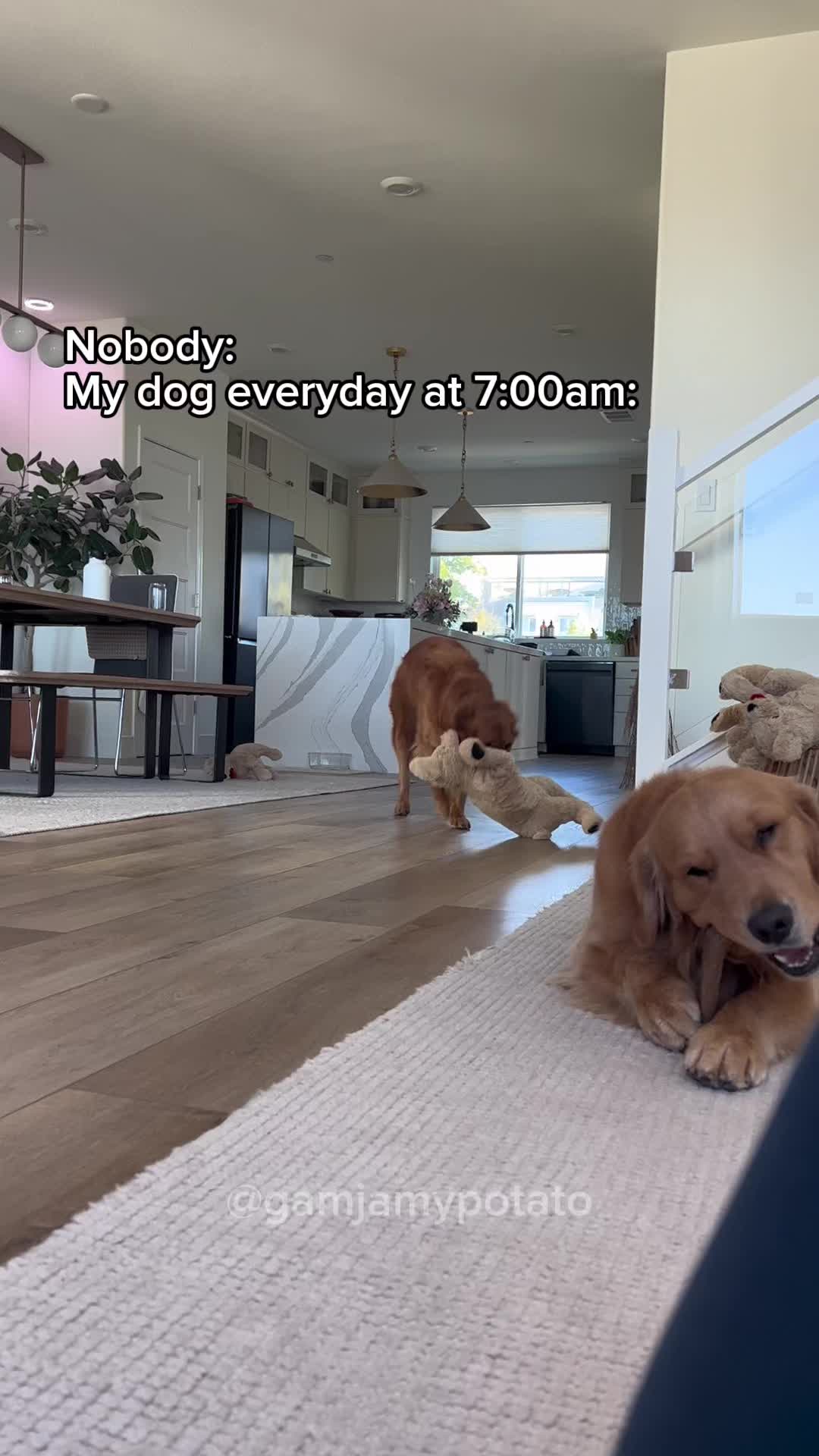 This may contain: two dogs are walking in the living room with their toys on the floor and one dog is looking at the camera