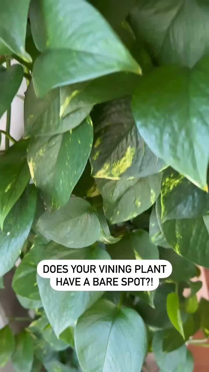 This may contain: a close up of a potted plant with leaves and text that reads, does your vining plant have a bare spot?