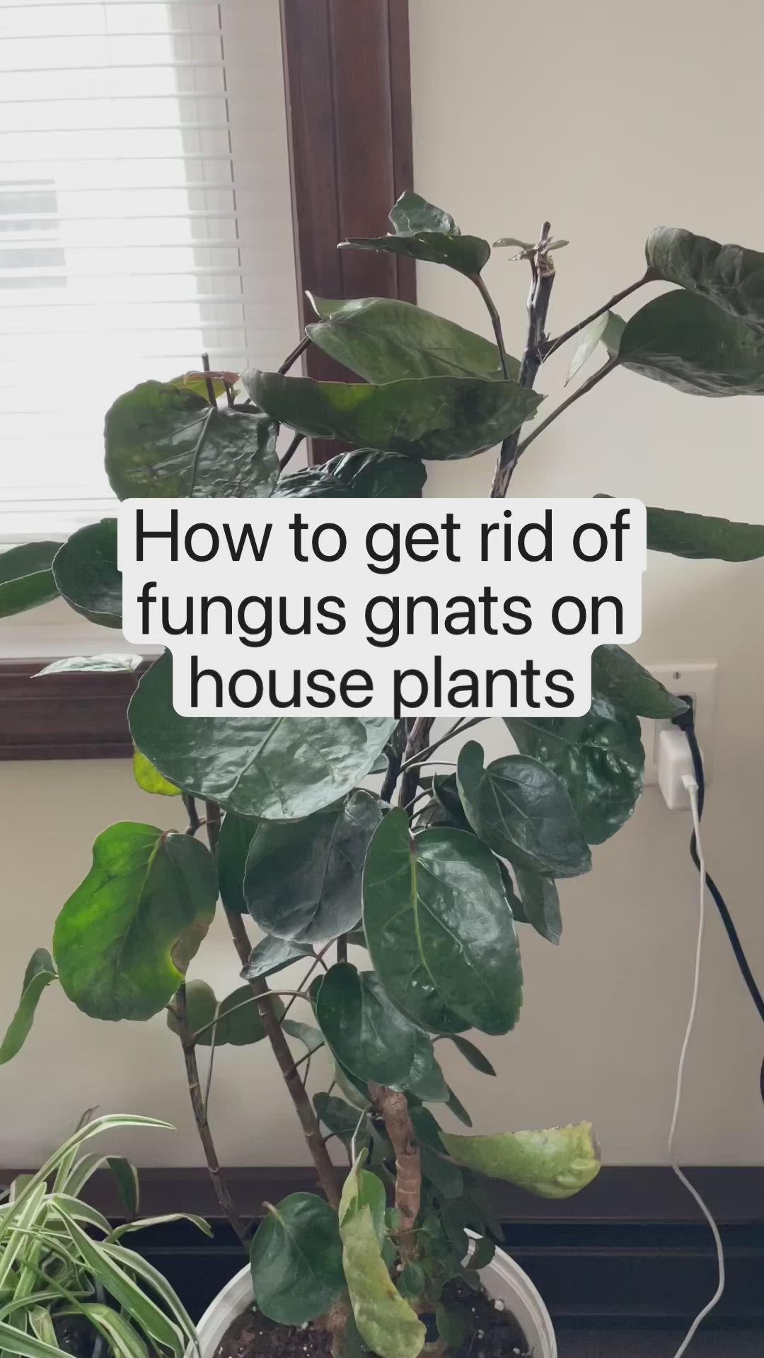 This contains an image of: How to get rid of fungus gnats on house plants