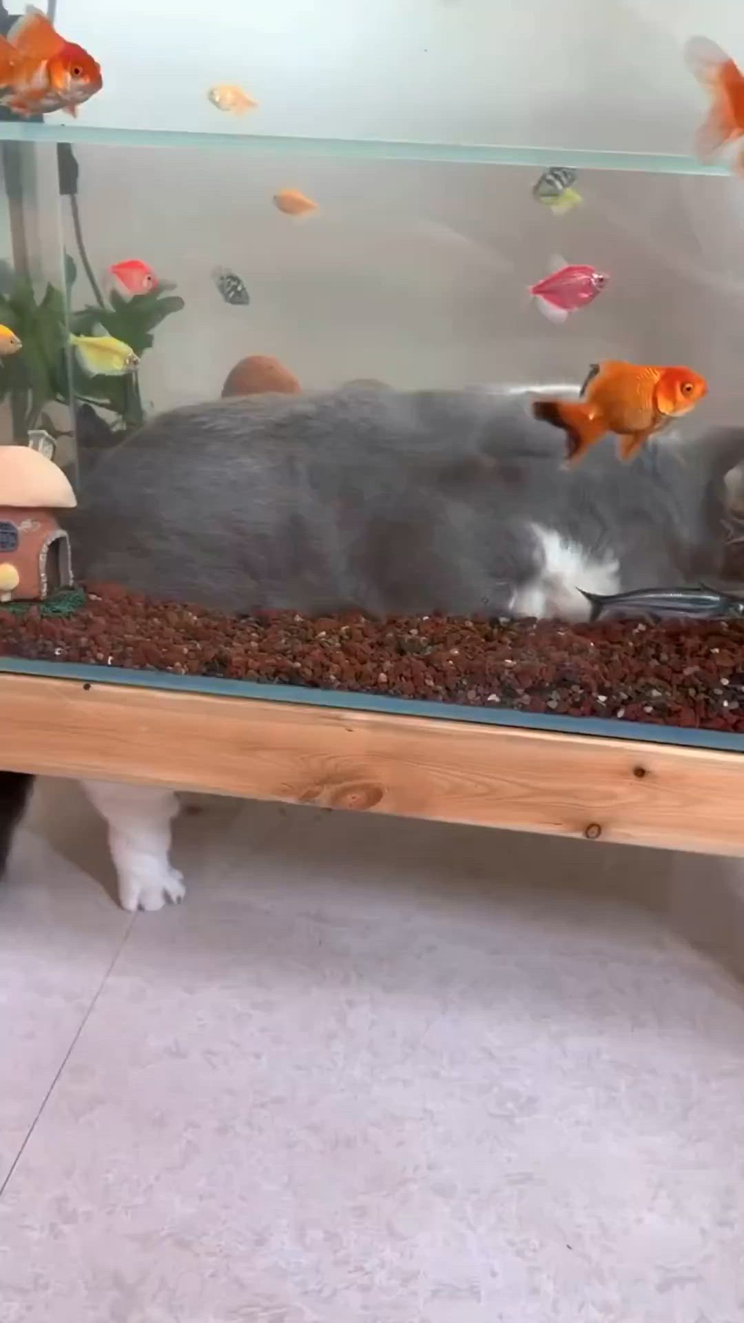 This may contain: a cat laying on top of a fish tank