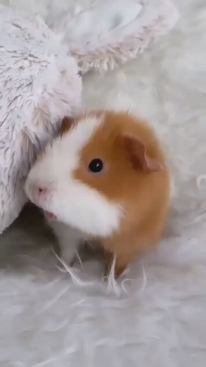 This may contain: a small brown and white hamster standing next to a pillow