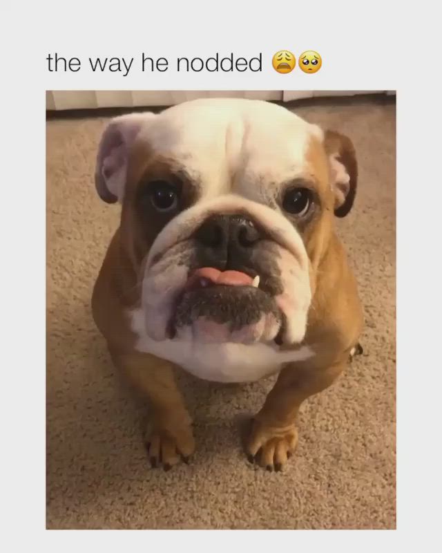 This may contain: an english bulldog sitting on the floor with its mouth open and it's tongue out