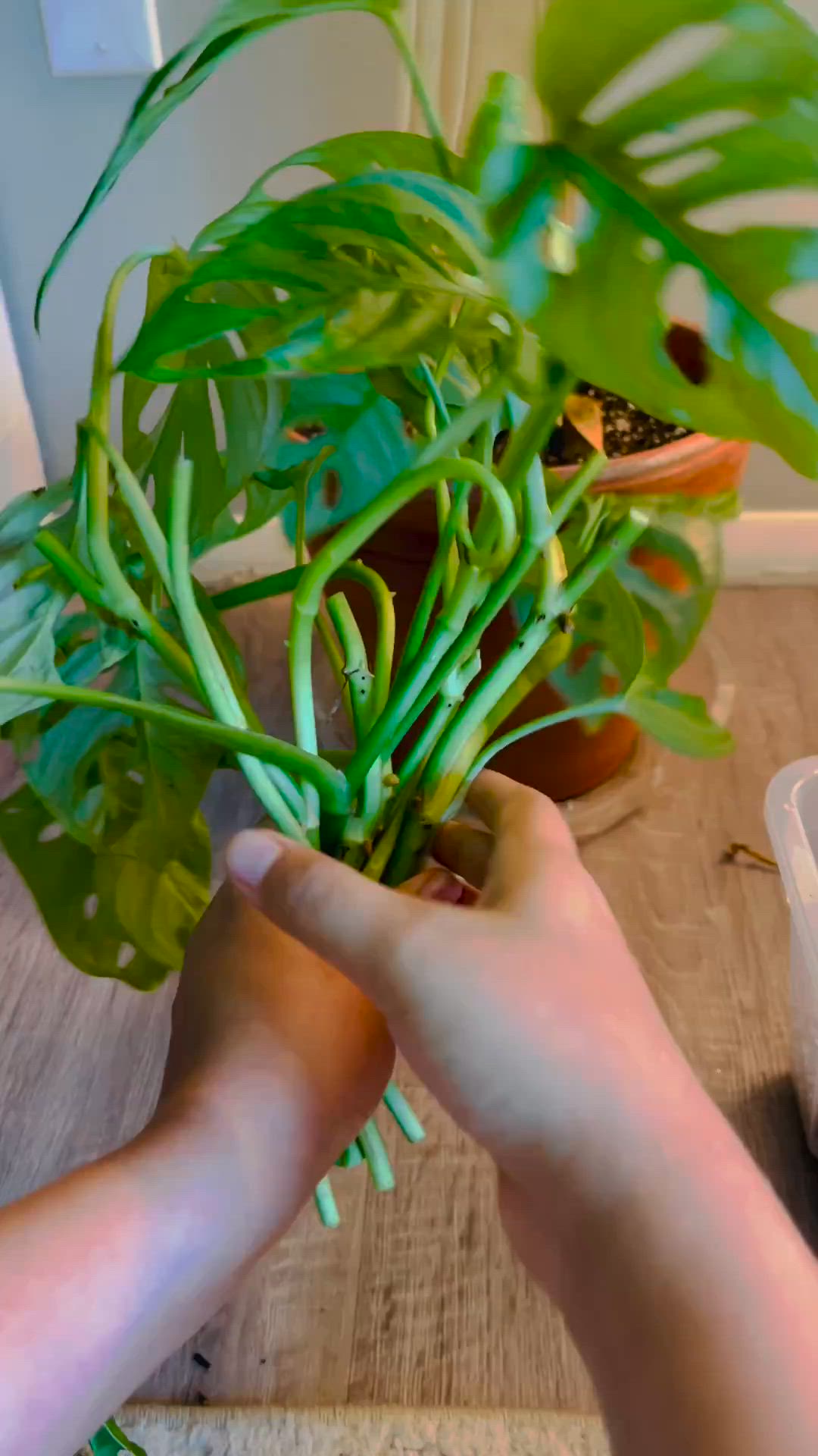 This may contain: two hands are holding green plants on a wooden table, while another hand is reaching for the plant