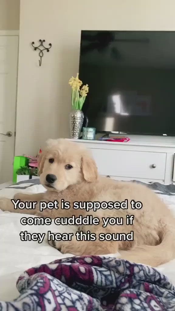 This may contain: a dog laying on top of a bed with a tv in the background that says, your pet is supposed to come cuddle you if they hear this sound