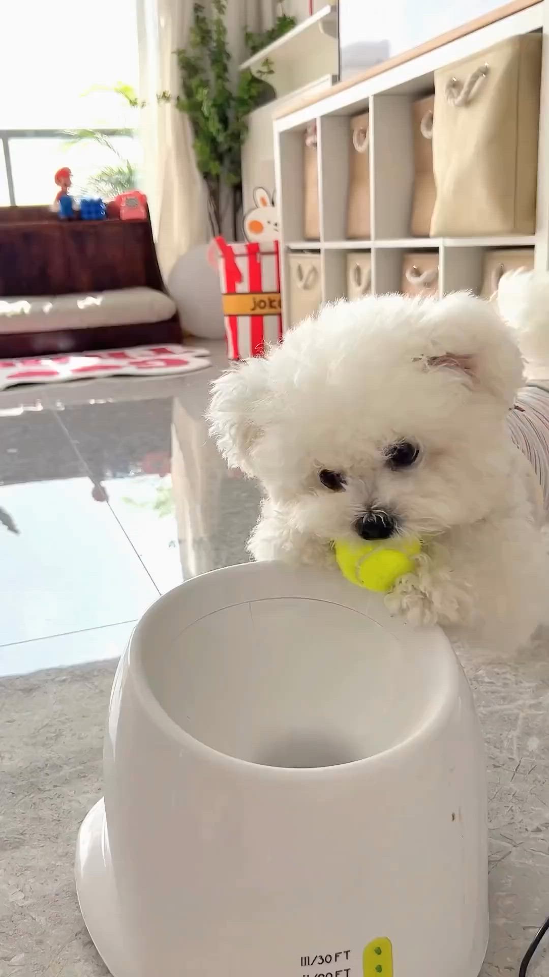 This may contain: a small white dog holding a tennis ball in its mouth while standing next to a bowl