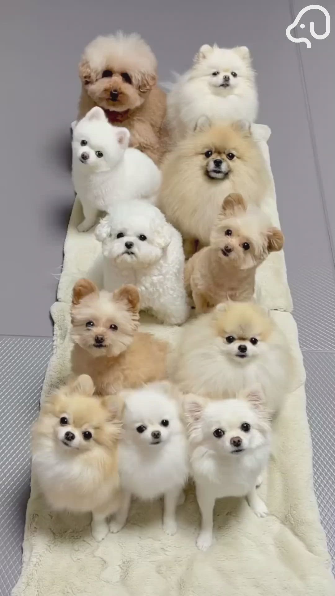 This contains: Cutest-Puppies-Ever