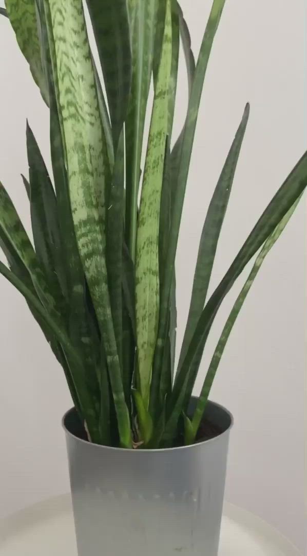 This may contain: a green plant in a glass vase on a white table with water and plants behind it