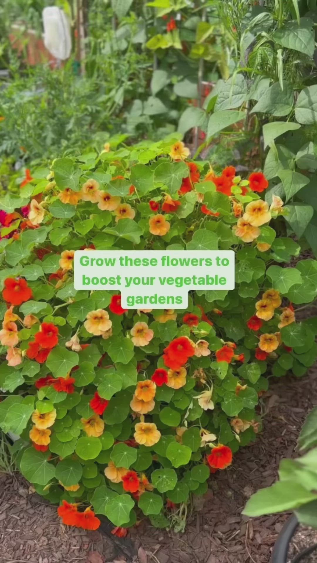 This may contain: some flowers that are growing in the dirt and plants with signs on them saying, grow these flowers to blossom your vegetable garden