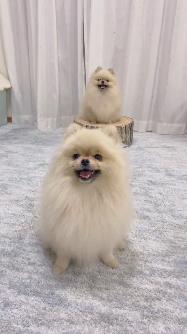 This may contain: a small white dog sitting on top of a blue rug