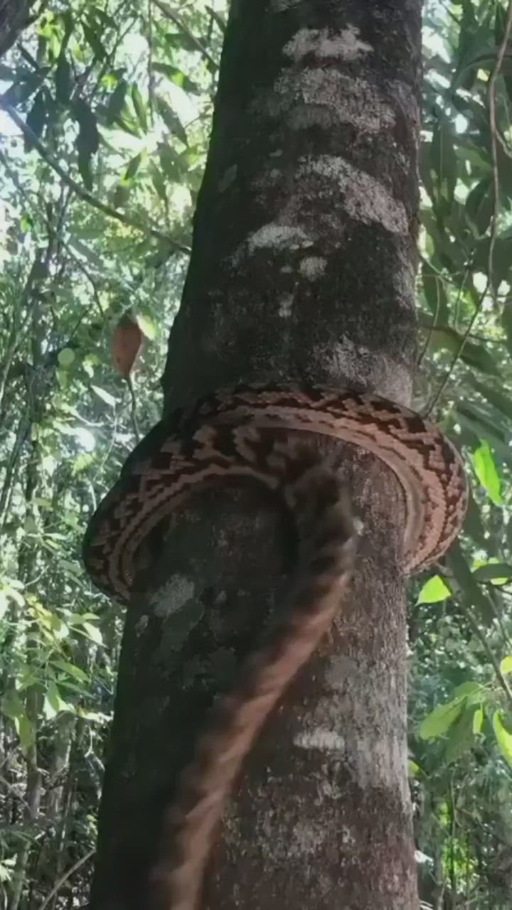 This may contain: a snake is crawling on the side of a tree in the forest, it's tail curled up