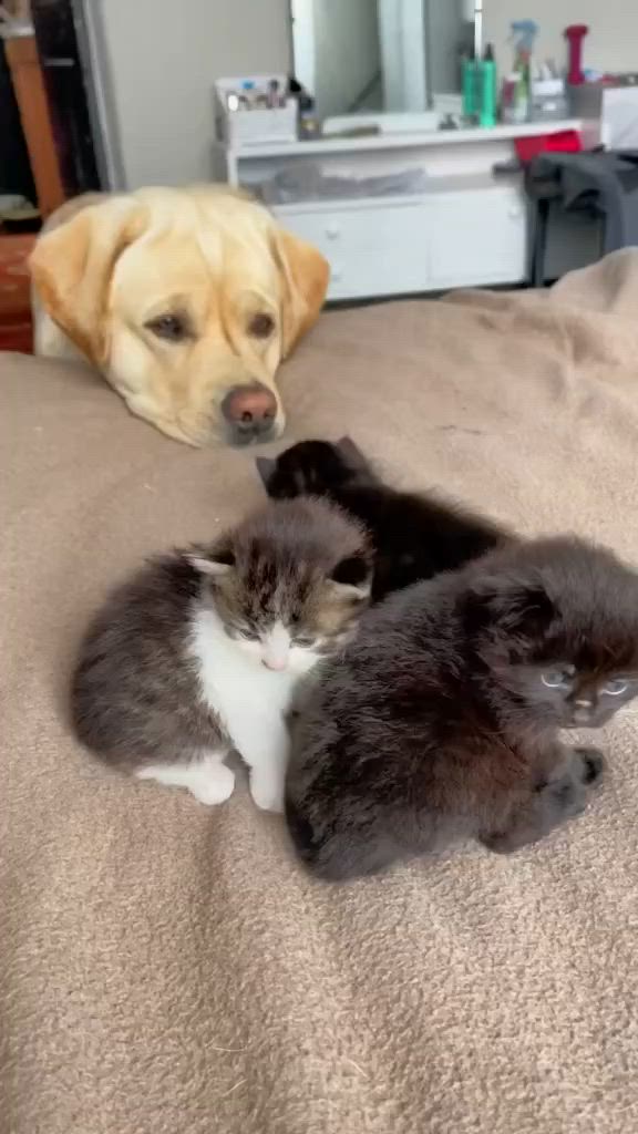 This may contain: two cats and a dog laying on a bed