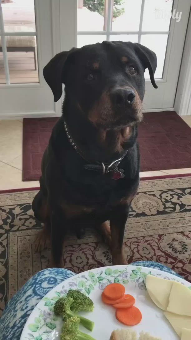 This may contain: a dog sitting in front of a plate of food